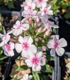 Phlox paniculata 'Bee Best White Pink Eye'